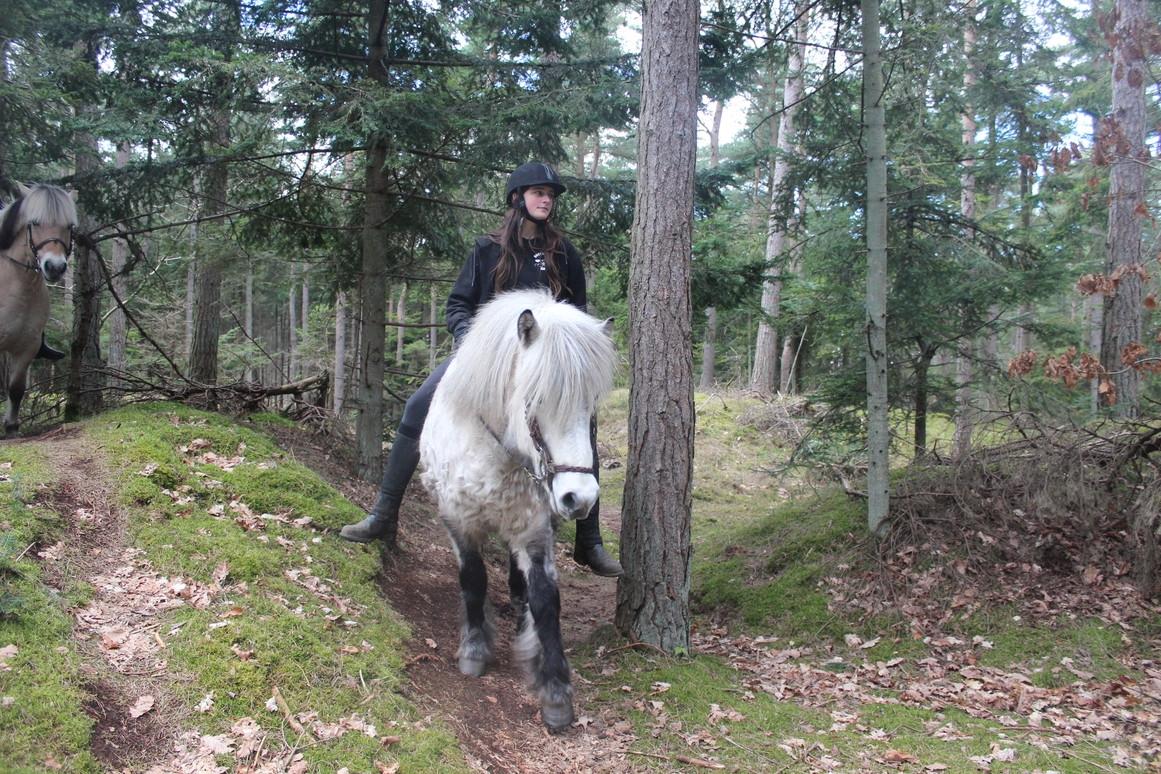 Islænder Löbbi billede 11