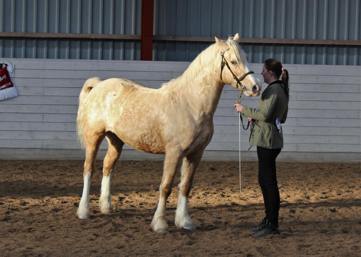 Welsh Cob (sec D) MELANDERS WILL TURNER *Avlshingst* - Christmas show. 3 års champion billede 29