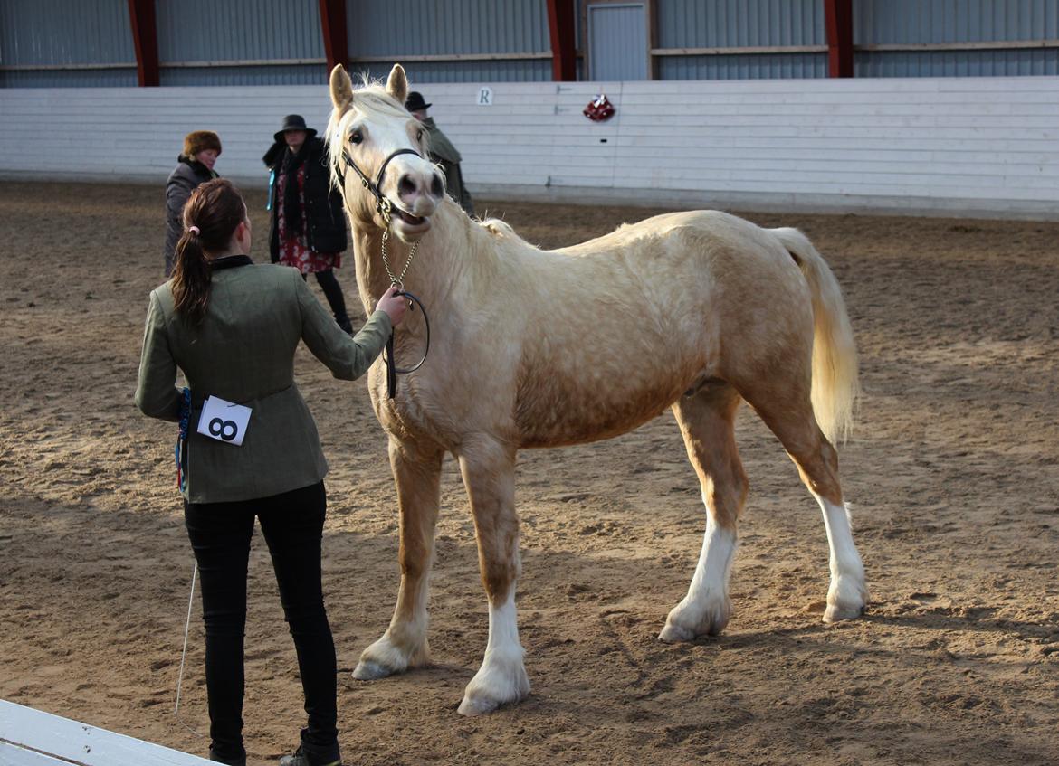 Welsh Cob (sec D) MELANDERS WILL TURNER *Avlshingst* - M&M Christmas show 3 års champion billede 32
