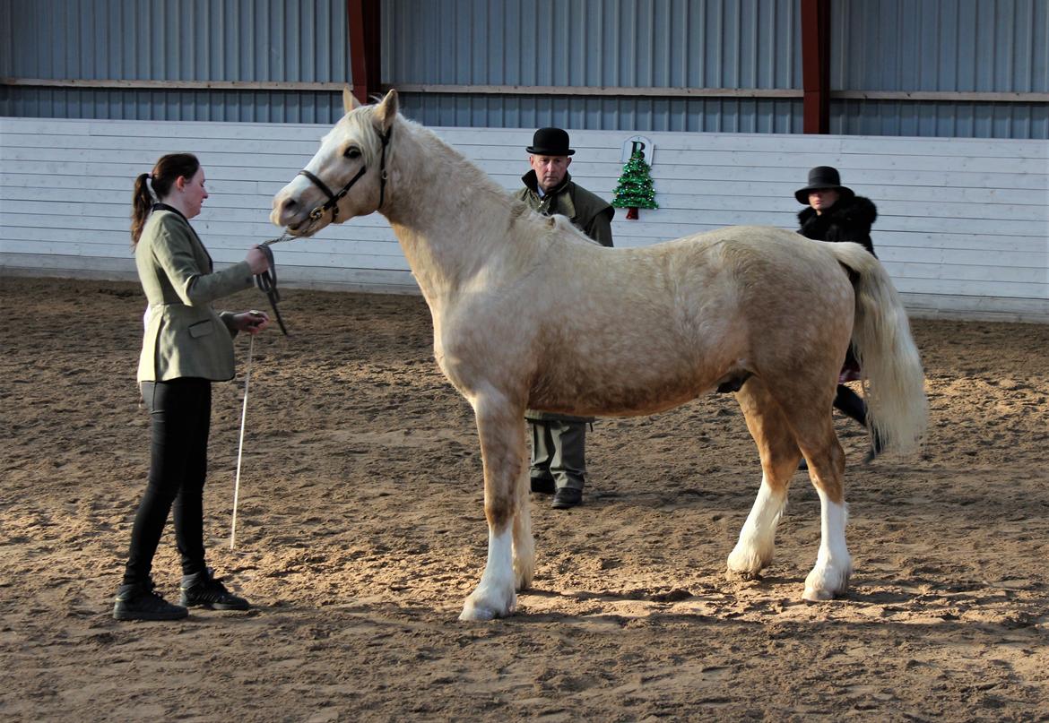 Welsh Cob (sec D) MELANDERS WILL TURNER *Avlshingst* - M&M Christmas show 3 års champion billede 33