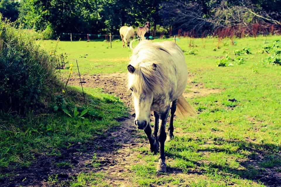 Islænder Löbbi billede 4