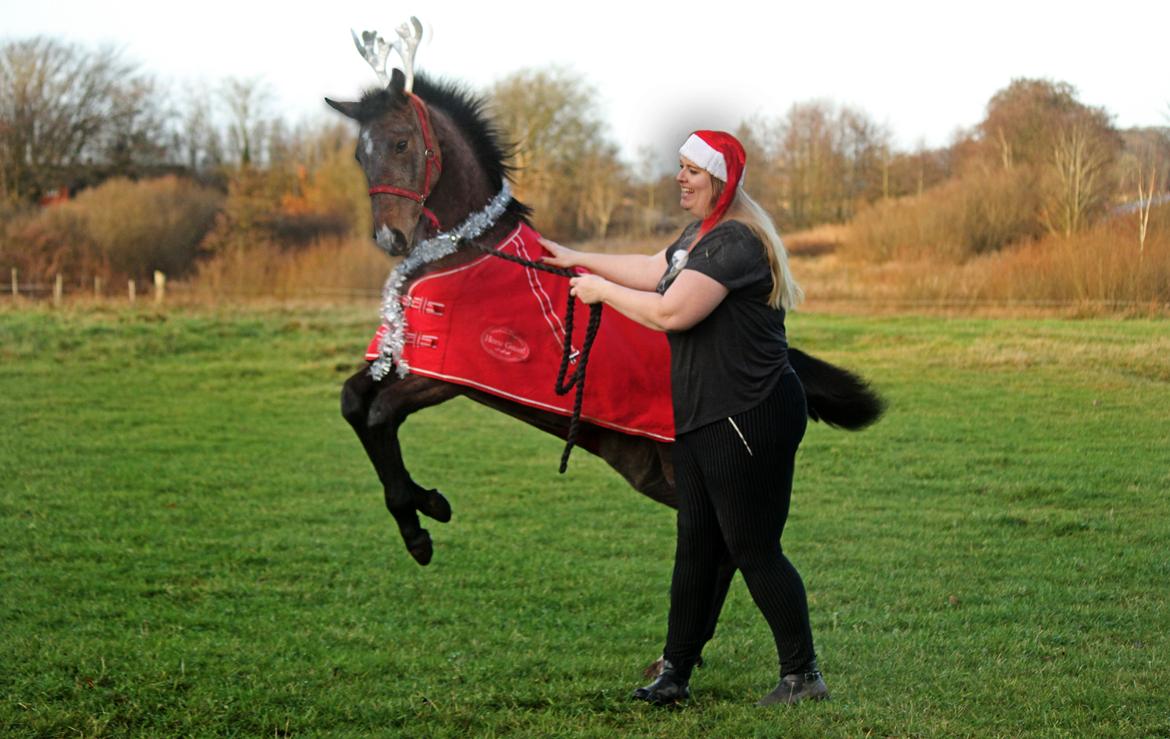 Dansk Varmblod Rosengårdens Prima Donna - NYT: Vilde jule Prima :D billede 10