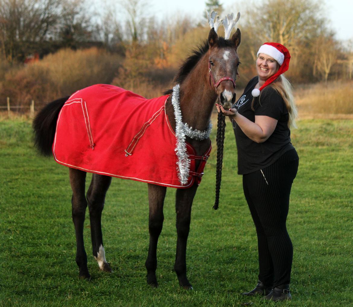 Dansk Varmblod Rosengårdens Prima Donna - NYT: Glædelig jul fra Prima og mig <3 billede 11