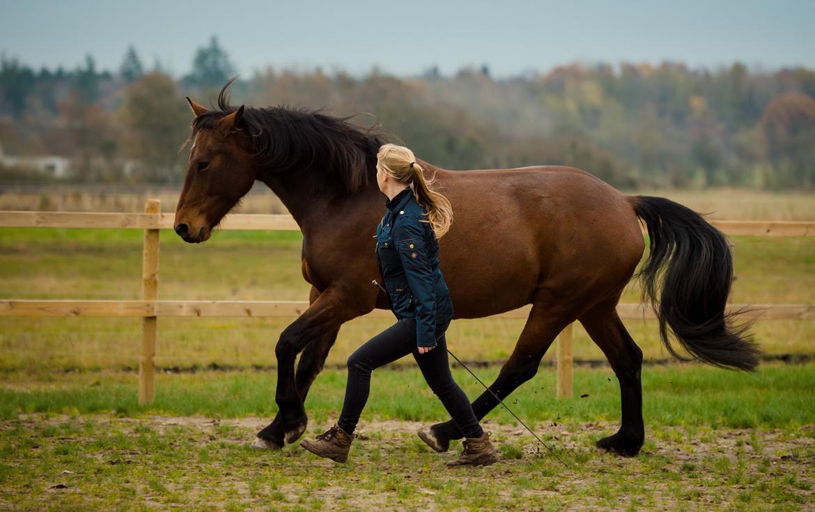 Anden særlig race Mr. Moonwalk | Himmelhest - Løsarbejde. Foto: CM photography billede 5