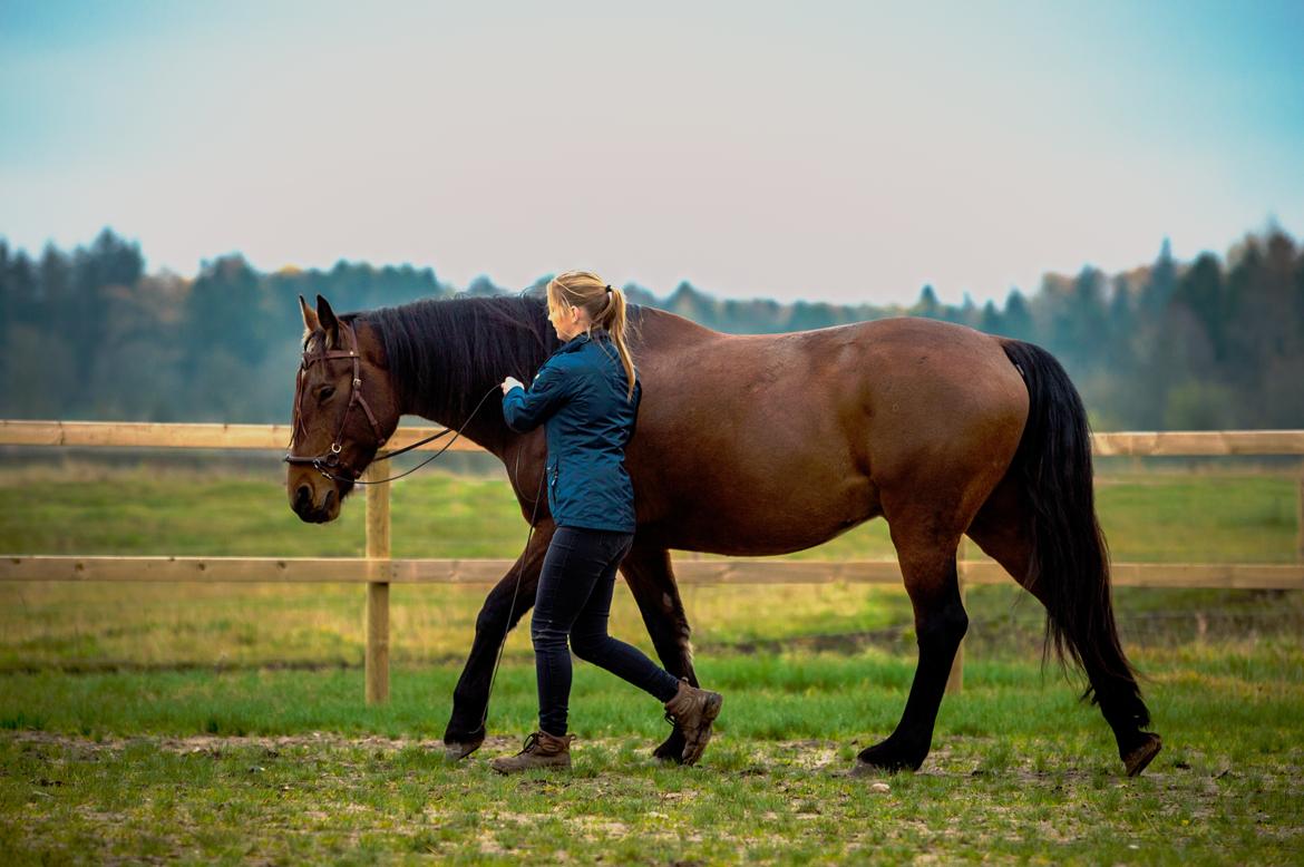 Anden særlig race Mr. Moonwalk | Himmelhest - Foto: CM photography billede 12