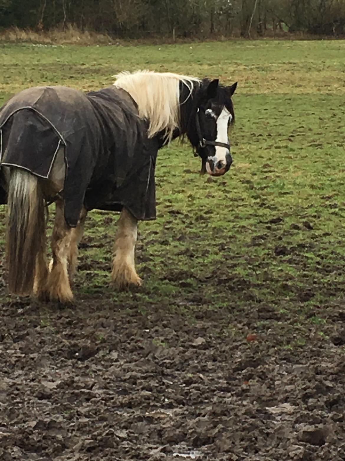 Tinker Mister billede 4