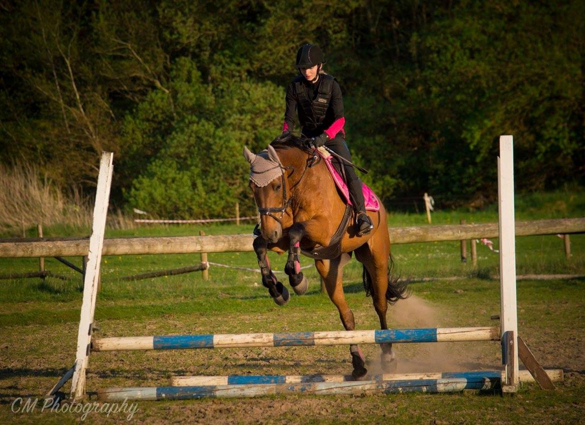 Dansk Varmblod Rotterdam's twinsister billede 7