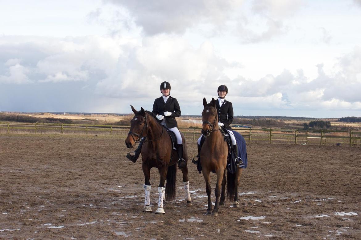 Dansk Varmblod Rotterdam's twinsister billede 8