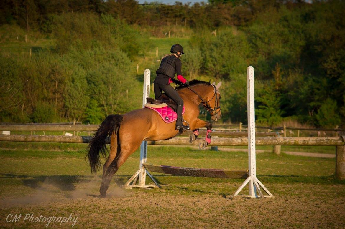 Dansk Varmblod Rotterdam's twinsister billede 12