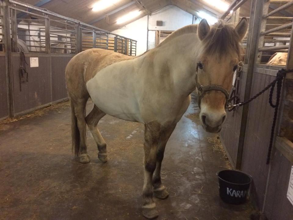 Fjordhest Karamel (Rideskolehest) - Lækker frits :D billede 18