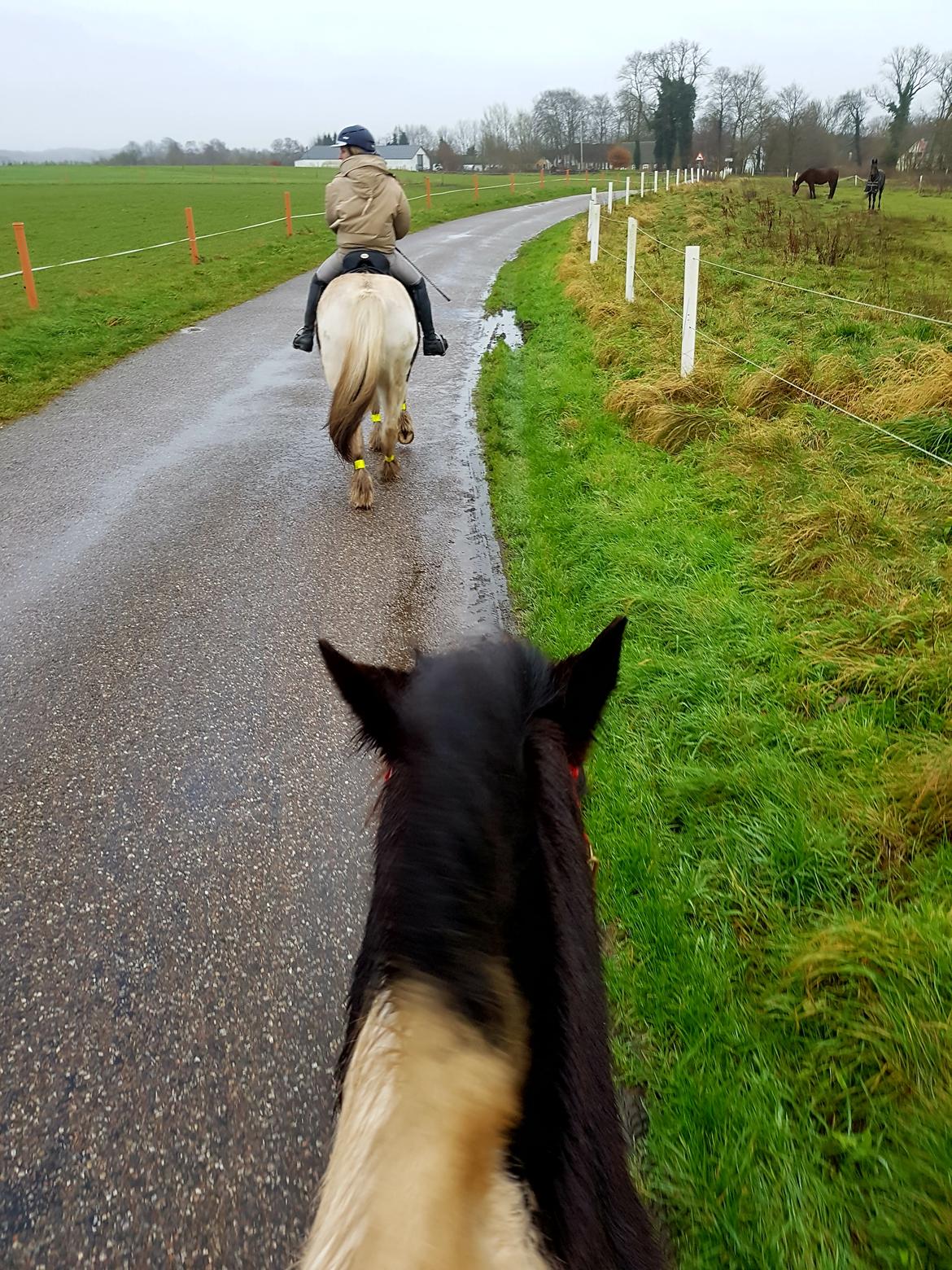 Tinker Skovbakkens Maggi May billede 7