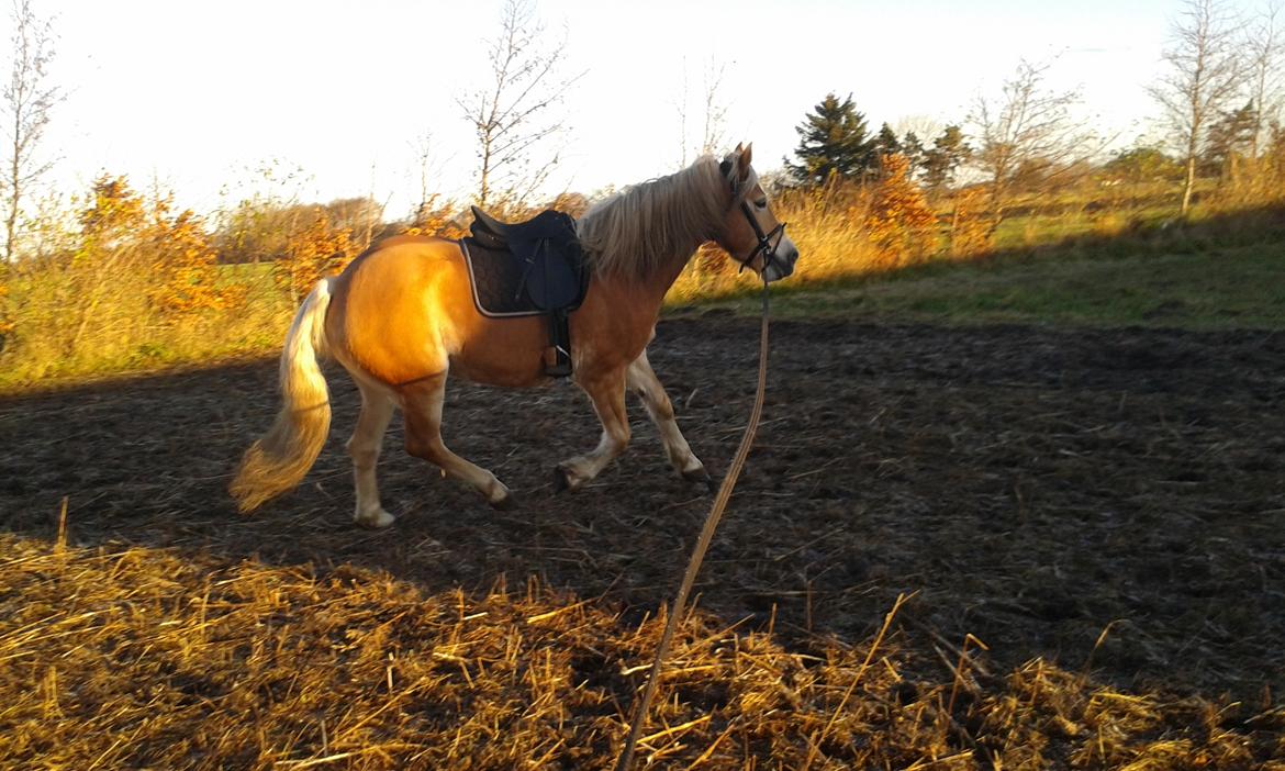 Tyroler Haflinger Luca-Lavanda billede 12