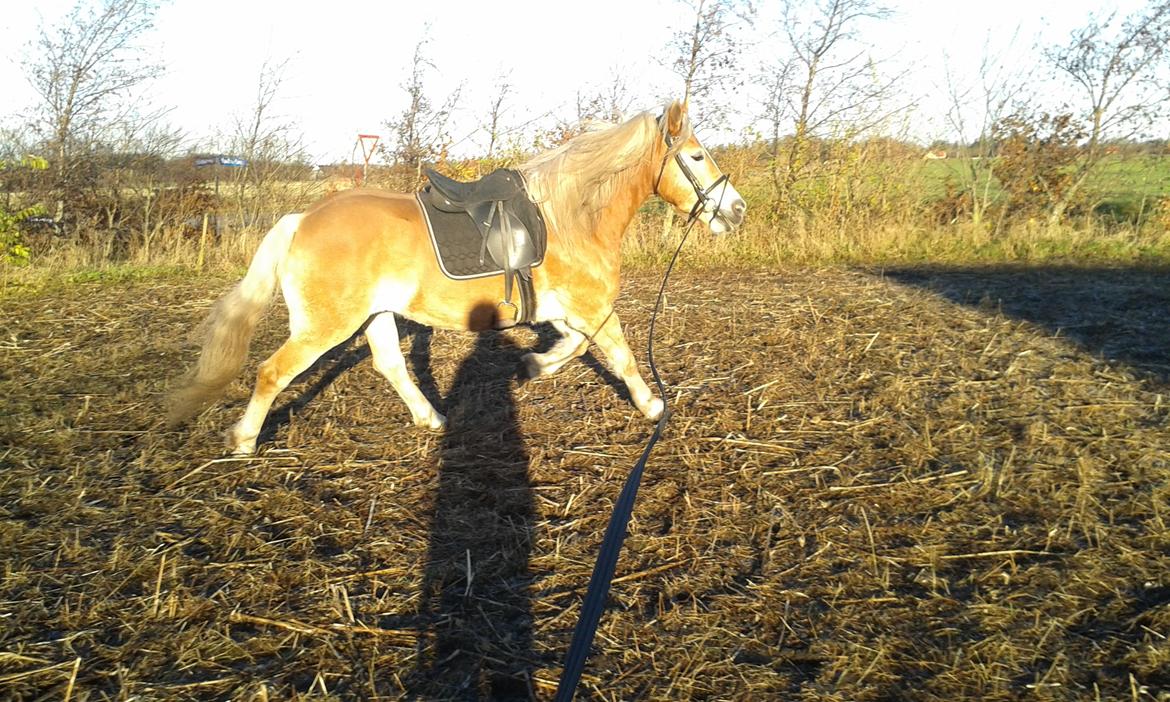 Tyroler Haflinger Luca-Lavanda billede 16