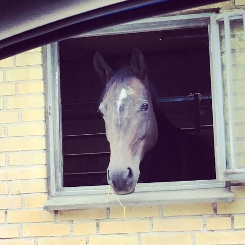 Trakehner Catwalk himmelhest billede 16