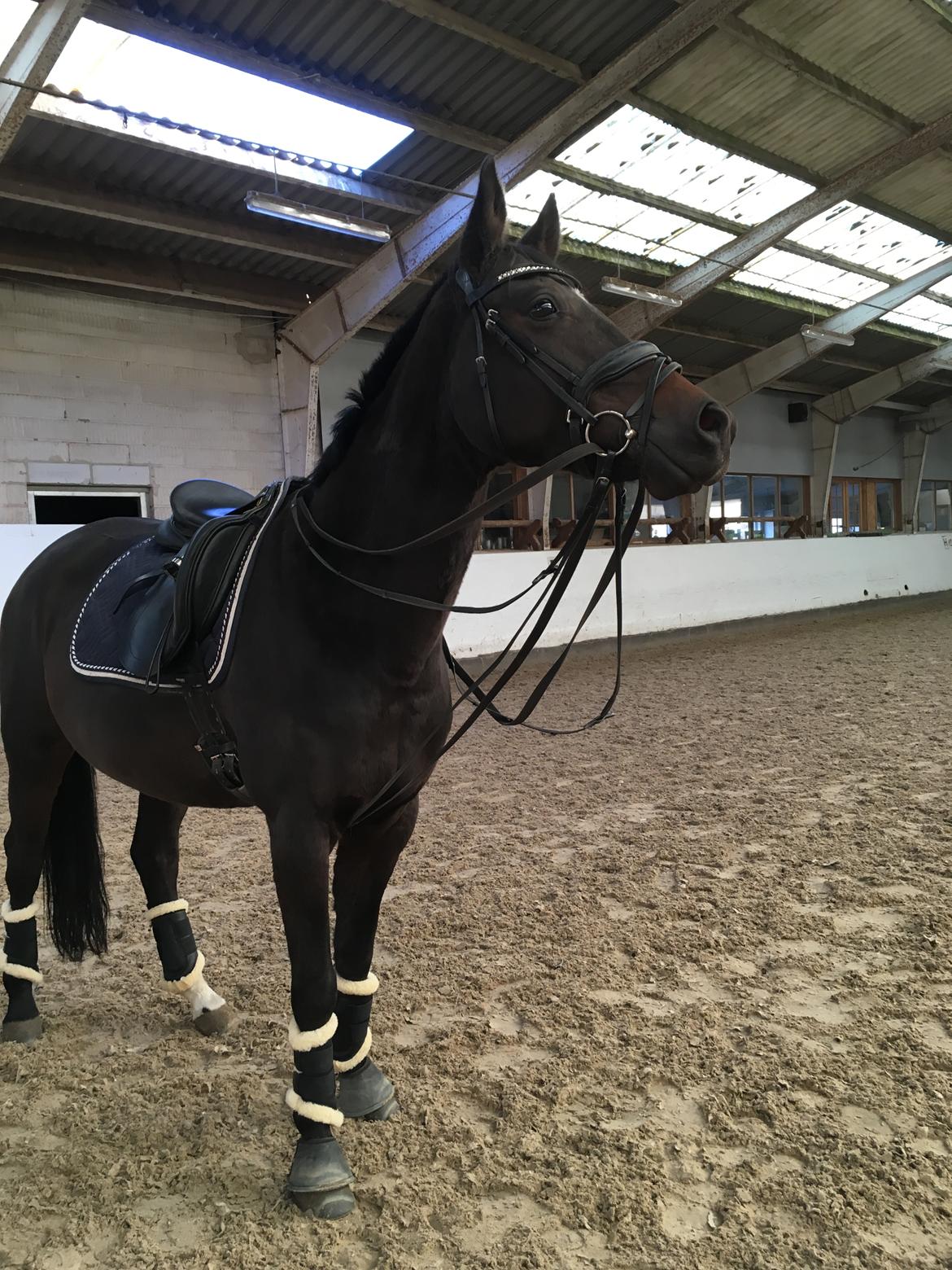 Trakehner Catwalk himmelhest billede 17