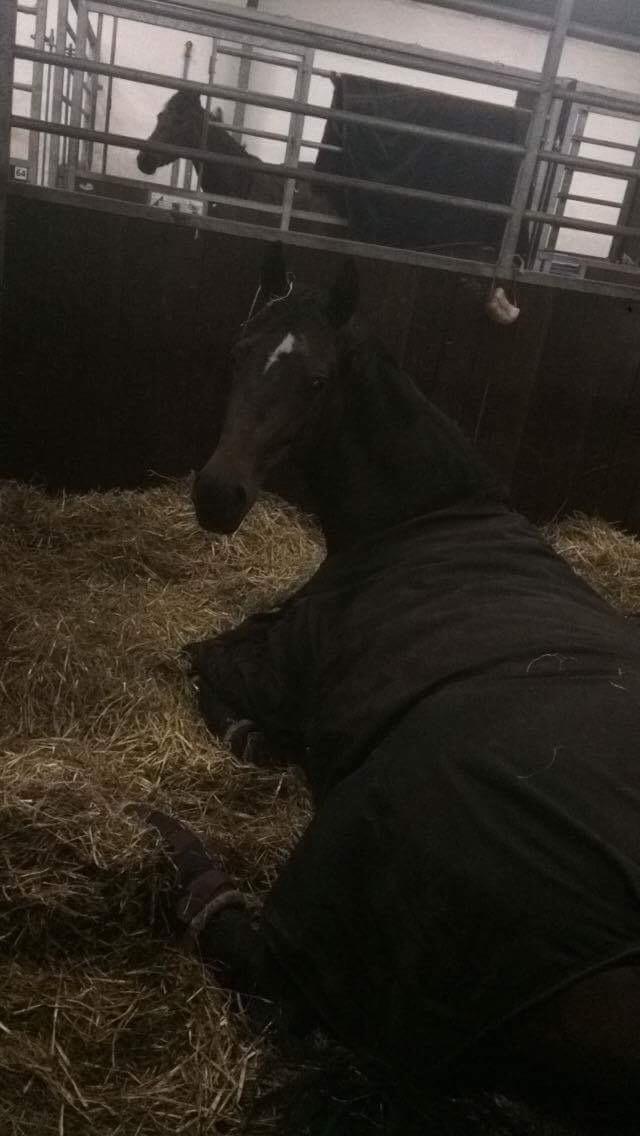 Trakehner Catwalk himmelhest billede 18