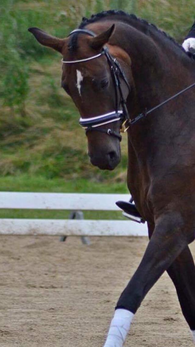 Trakehner Catwalk himmelhest billede 19