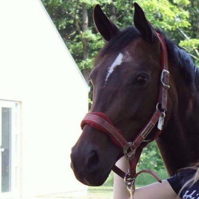 Trakehner Catwalk himmelhest billede 20