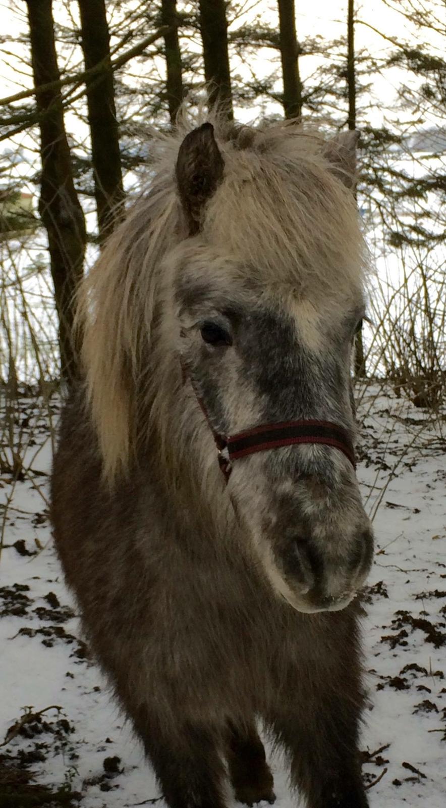 Anden særlig race Flora billede 5