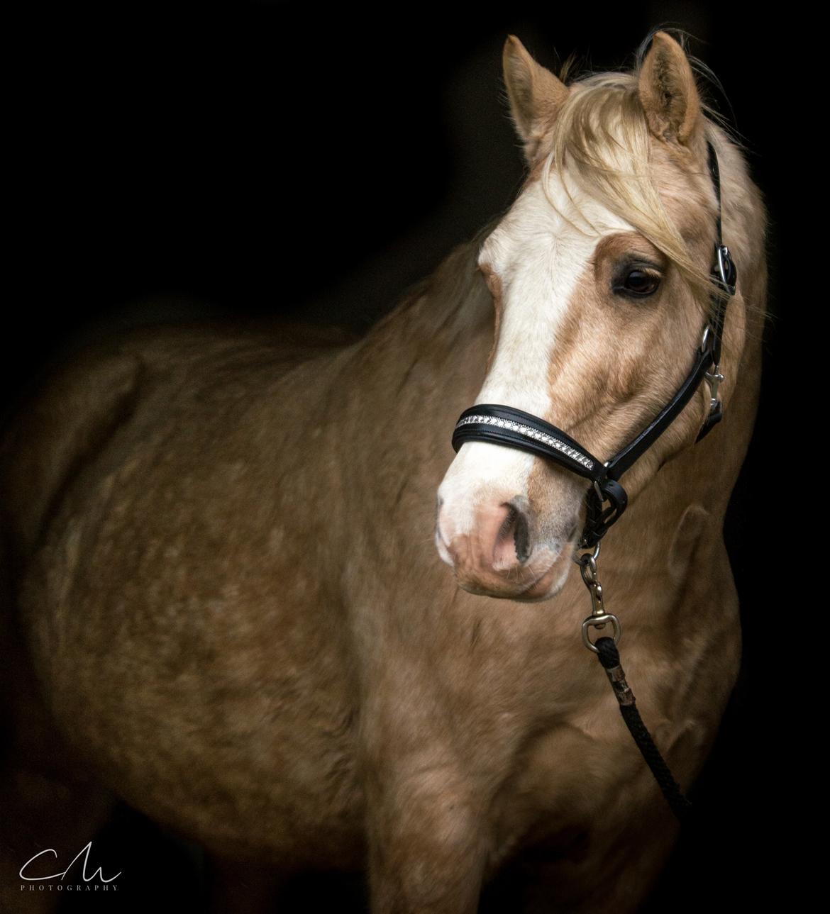 Welsh Cob (sec D) MELANDERS WILL TURNER *Avlshingst* - Will 26. nov 2017 billede 34