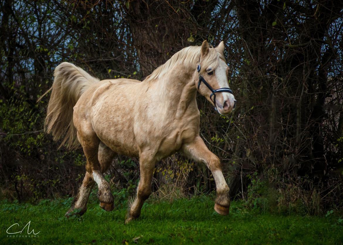 Welsh Cob (sec D) MELANDERS WILL TURNER *Avlshingst* - Will giver den gas 26. Nov 207 billede 35
