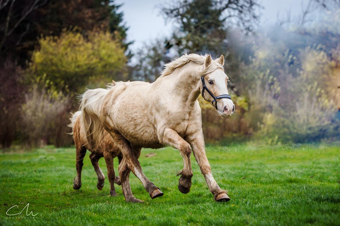 Welsh Cob (sec D) MELANDERS WILL TURNER *Avlshingst* - Will 26. nov 2017 billede 37