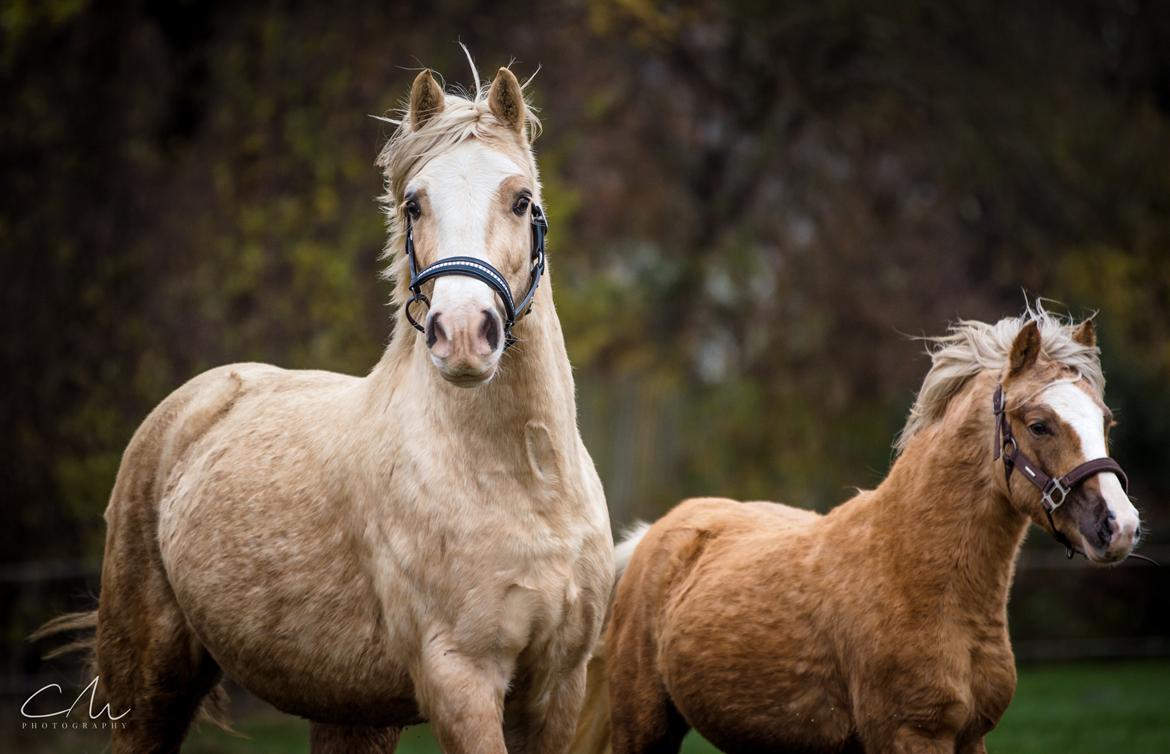 Welsh Cob (sec D) MELANDERS WILL TURNER *Avlshingst* - Will og Magic 26. Nov 2017 billede 38