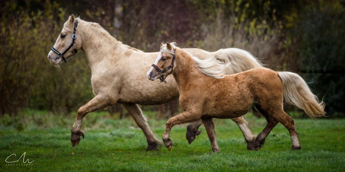 Welsh Cob (sec D) MELANDERS WILL TURNER *Avlshingst* - Will og Magic 26.nov 2017 billede 39