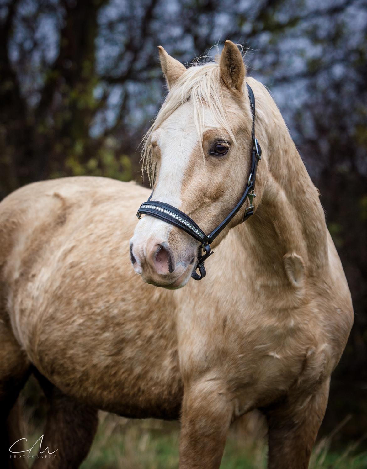 Welsh Cob (sec D) MELANDERS WILL TURNER *Avlshingst* - Will 26. nov 2017 billede 1