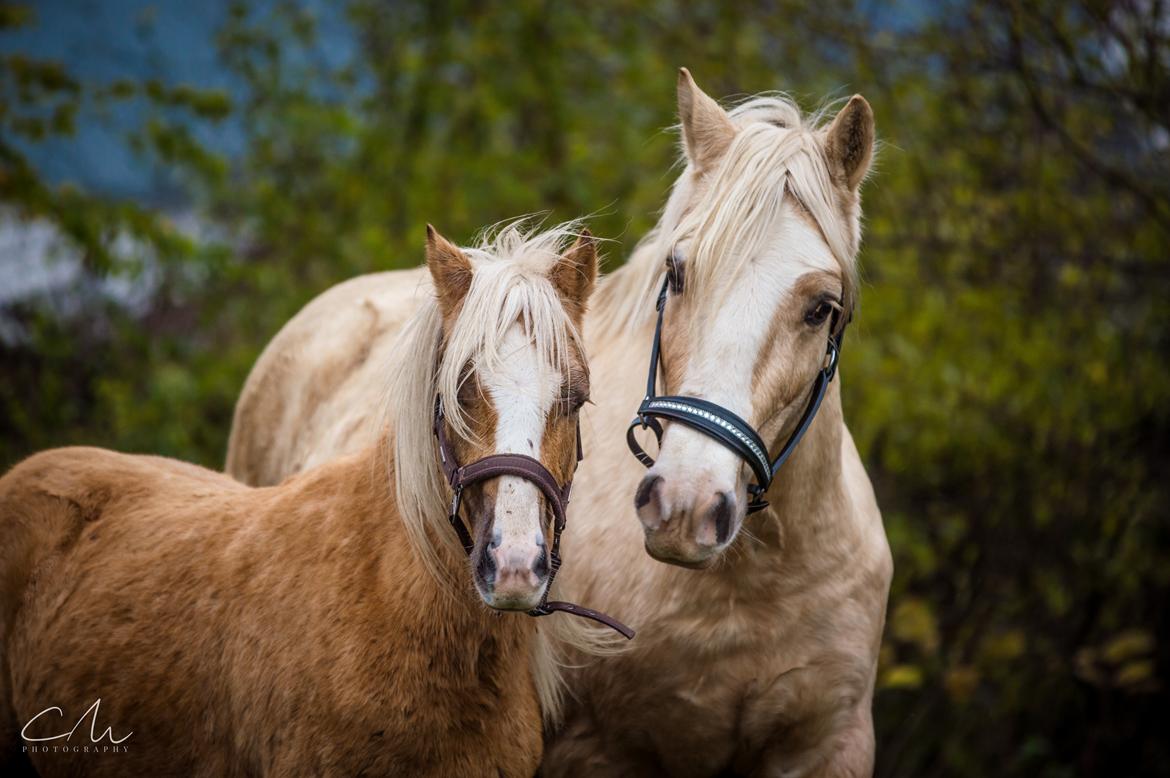 Welsh Cob (sec D) MELANDERS WILL TURNER *Avlshingst* - Drengen hygge 26. nov 2017 billede 40