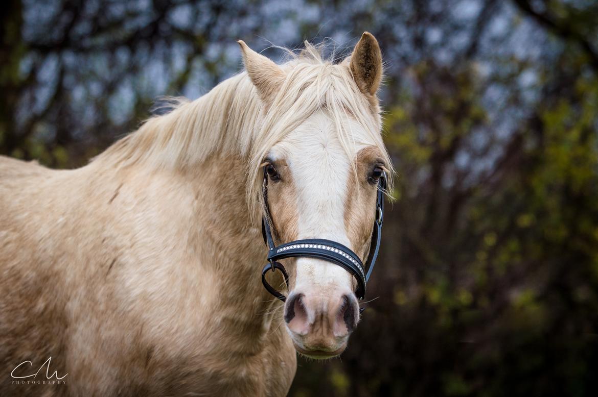 Welsh Cob (sec D) MELANDERS WILL TURNER *Avlshingst* - 26. Nov 2017 billede 41