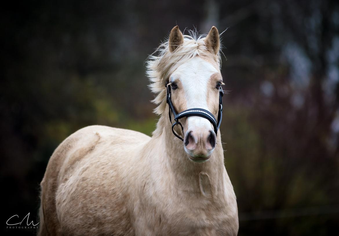 Welsh Cob (sec D) MELANDERS WILL TURNER *Avlshingst* - 26.nov 2017 billede 42