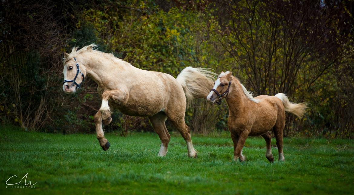 Welsh Cob (sec D) MELANDERS WILL TURNER *Avlshingst* - Will giver den gas sammen med Magic. 26 nov. 2017 billede 44