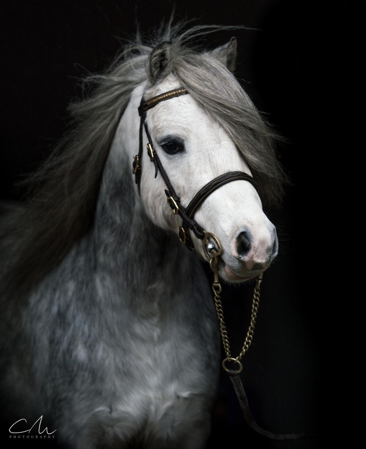 Welsh Mountain (sec A) Tanggård Caesar - Cæsar 26. nv 2017 billede 26