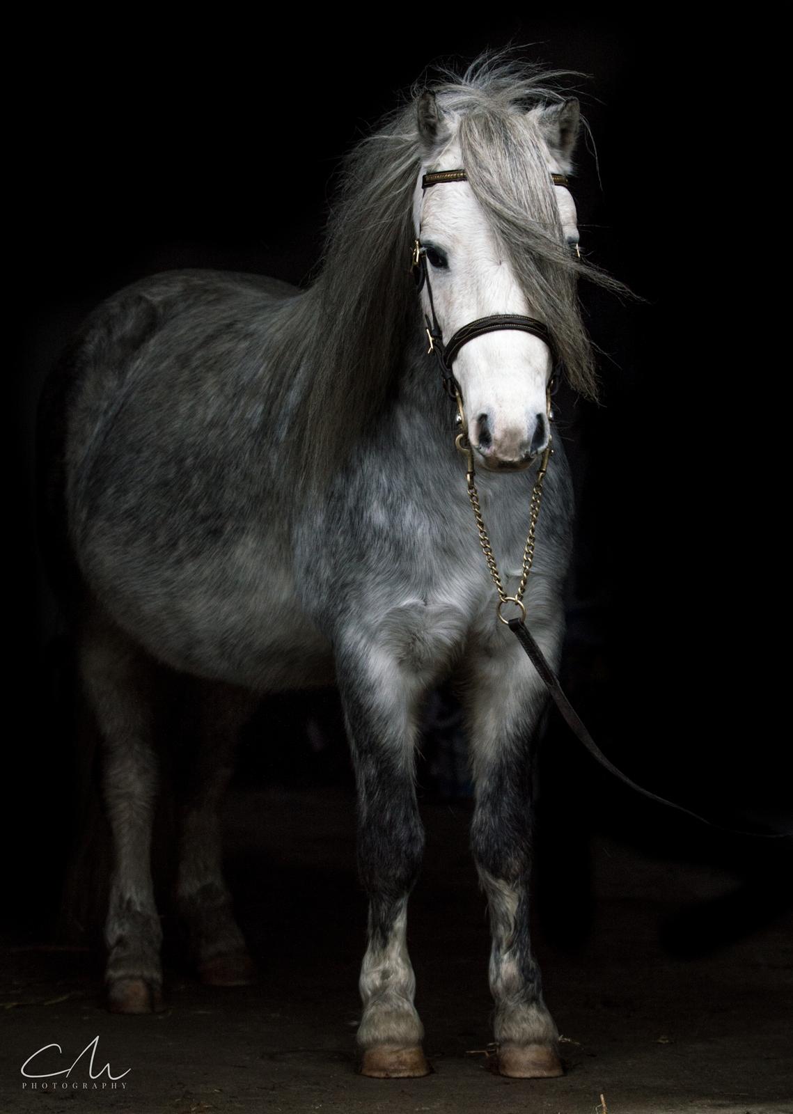 Welsh Mountain (sec A) Tanggård Caesar - 26.Nov 2017 billede 27