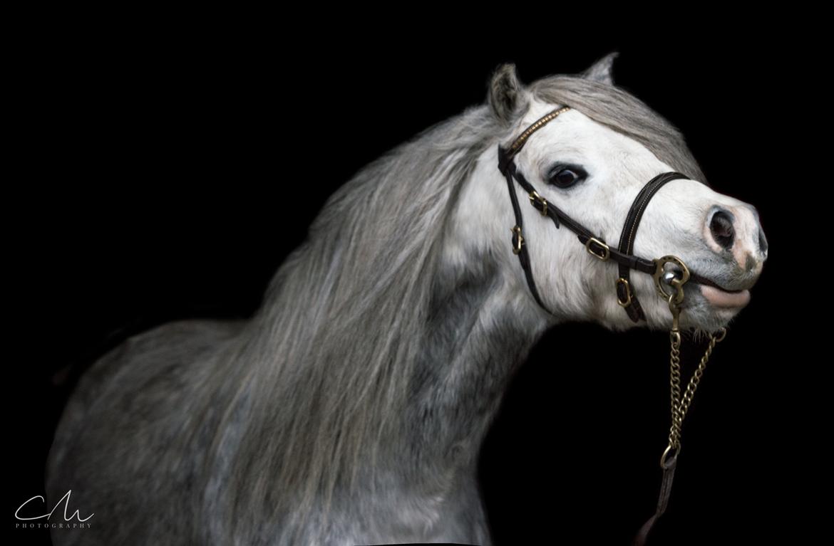 Welsh Mountain (sec A) Tanggård Caesar - 26.nov 2017 billede 29