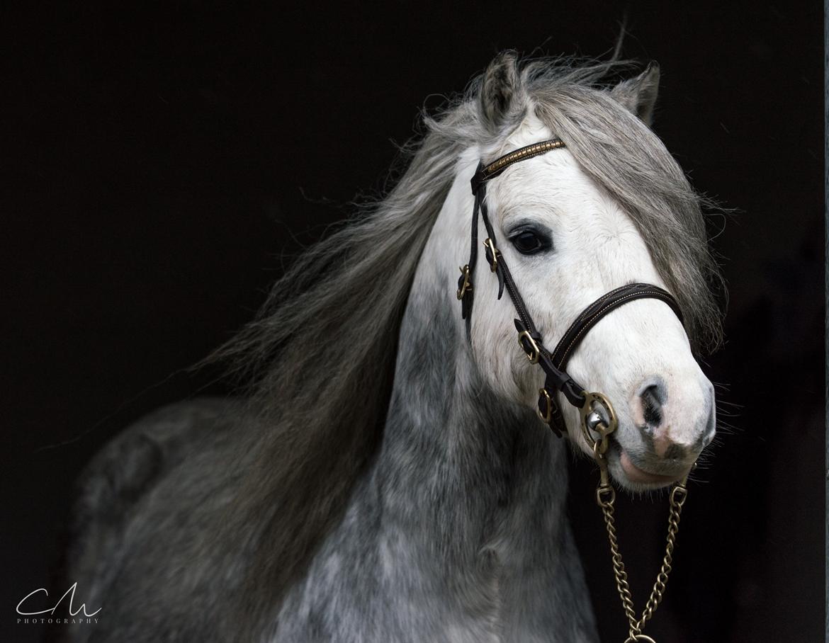 Welsh Mountain (sec A) Tanggård Caesar - 26. Nov 2017 billede 30