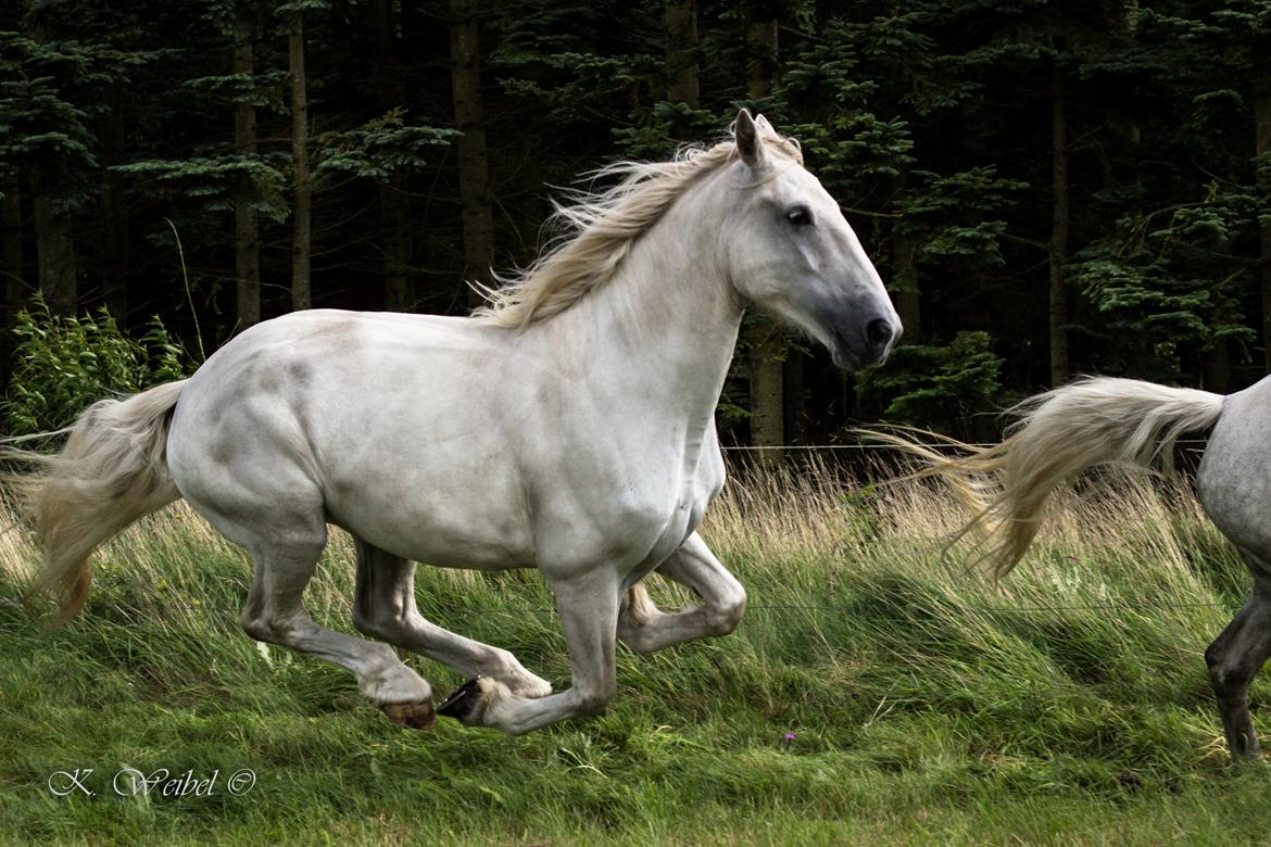 Anden særlig race Akira billede 10