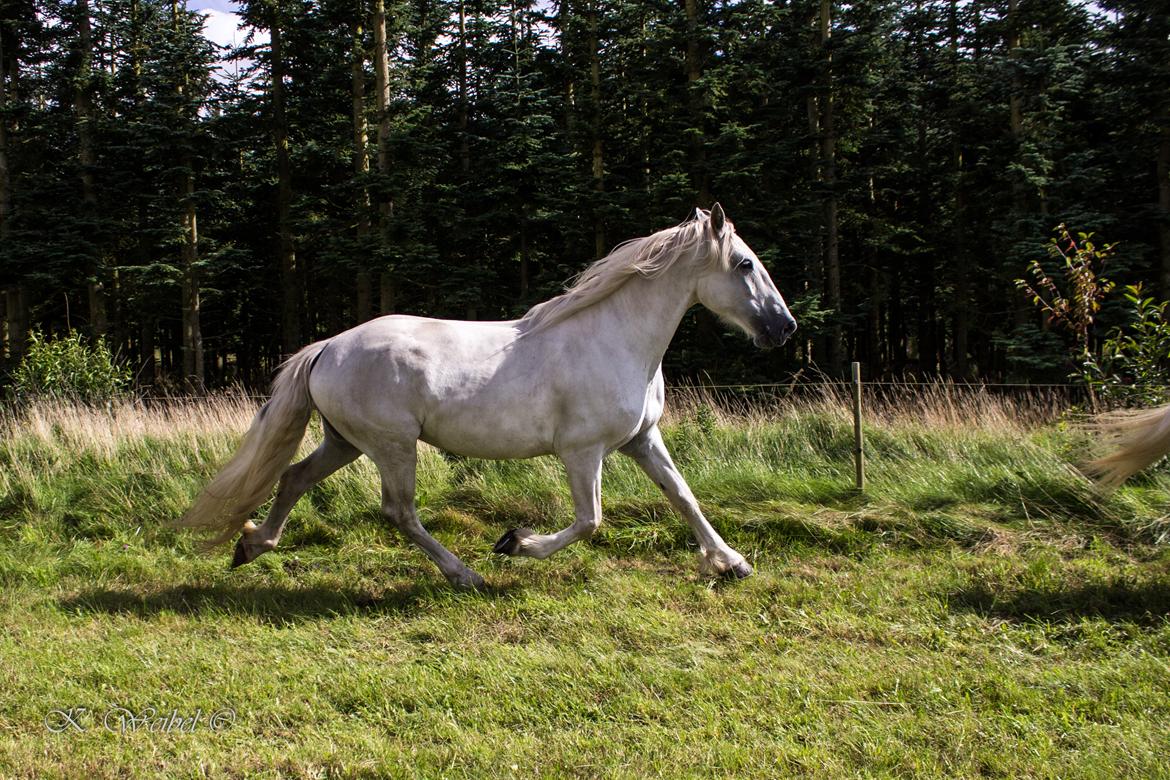 Anden særlig race Akira billede 8