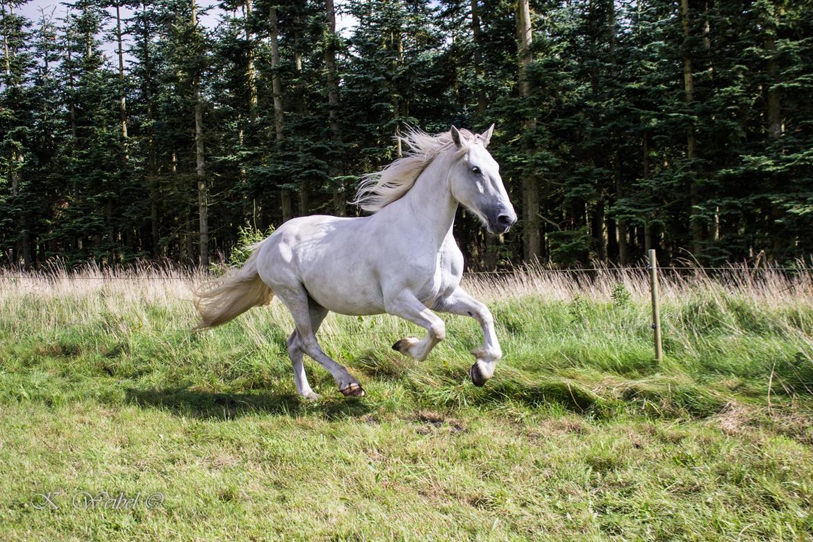 Anden særlig race Akira billede 11