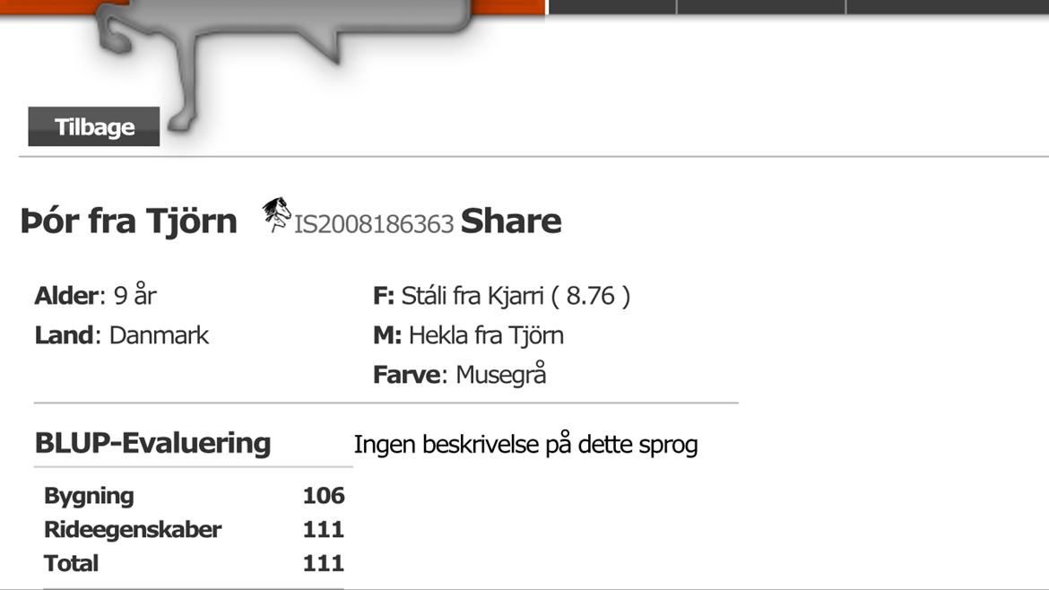 Islænder Þór frá tjörn billede 12