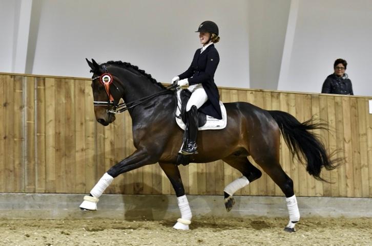 Anden særlig race Alonso A-hest - Ecco-cup finale 2017 billede 1