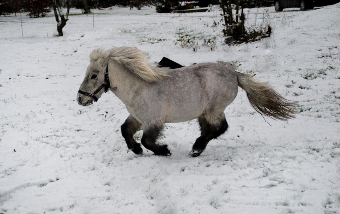 Miniature Máni - Mani i sneen 2017 billede 16