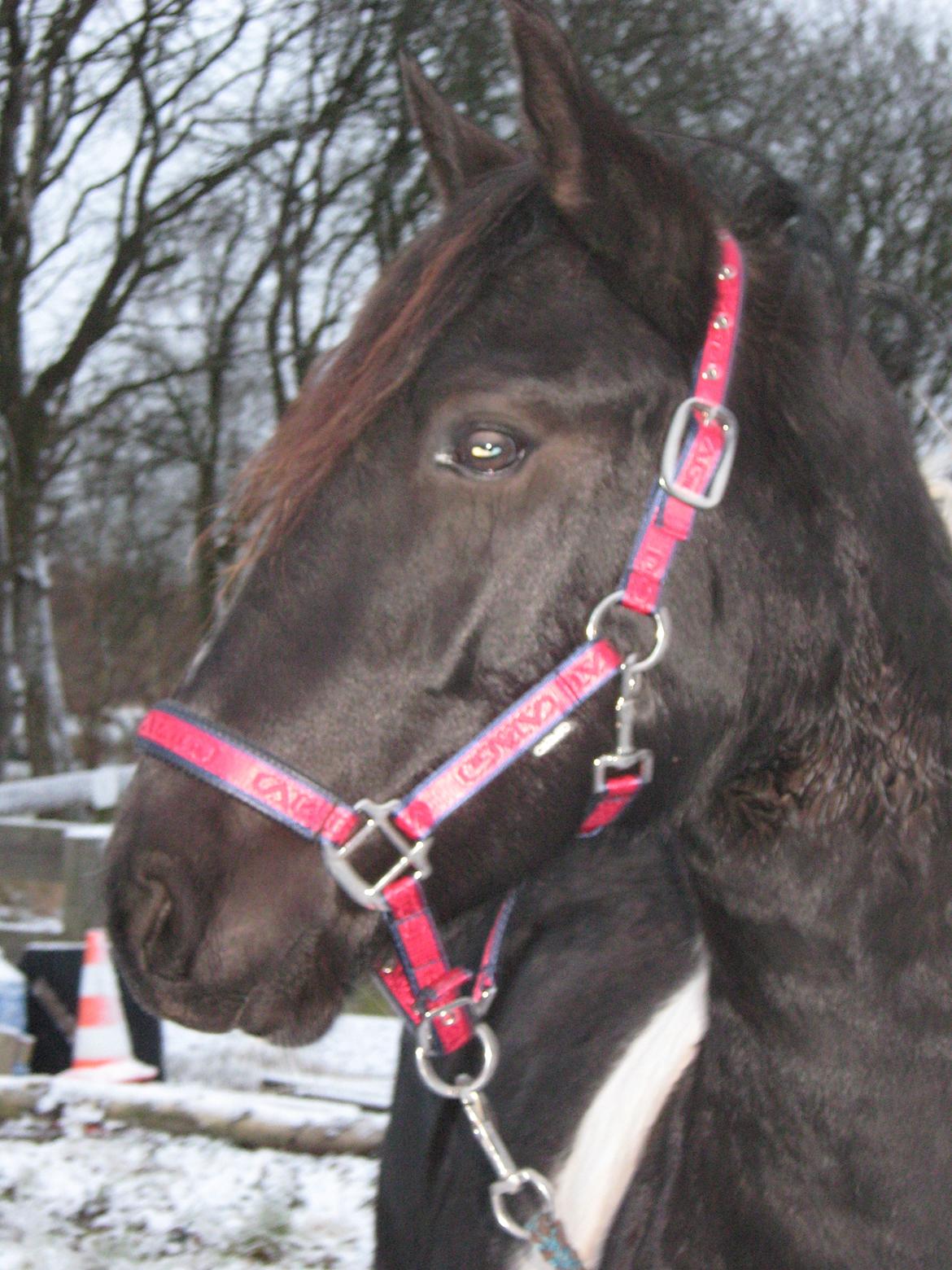 Barockpinto New Star  - Taget d. 10-12-17 de Ffrste snebilleder billede 2