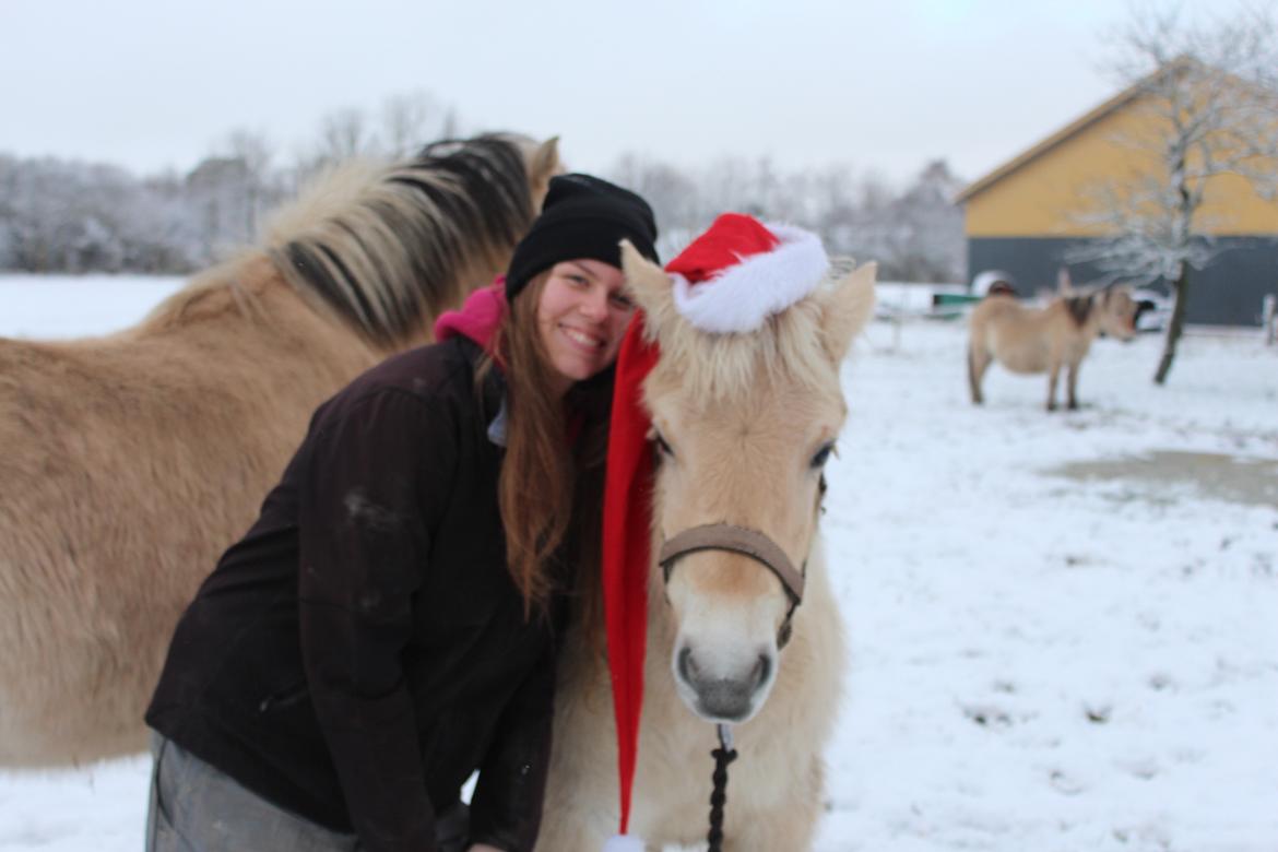 Fjordhest Bellis - Julestemning! billede 10