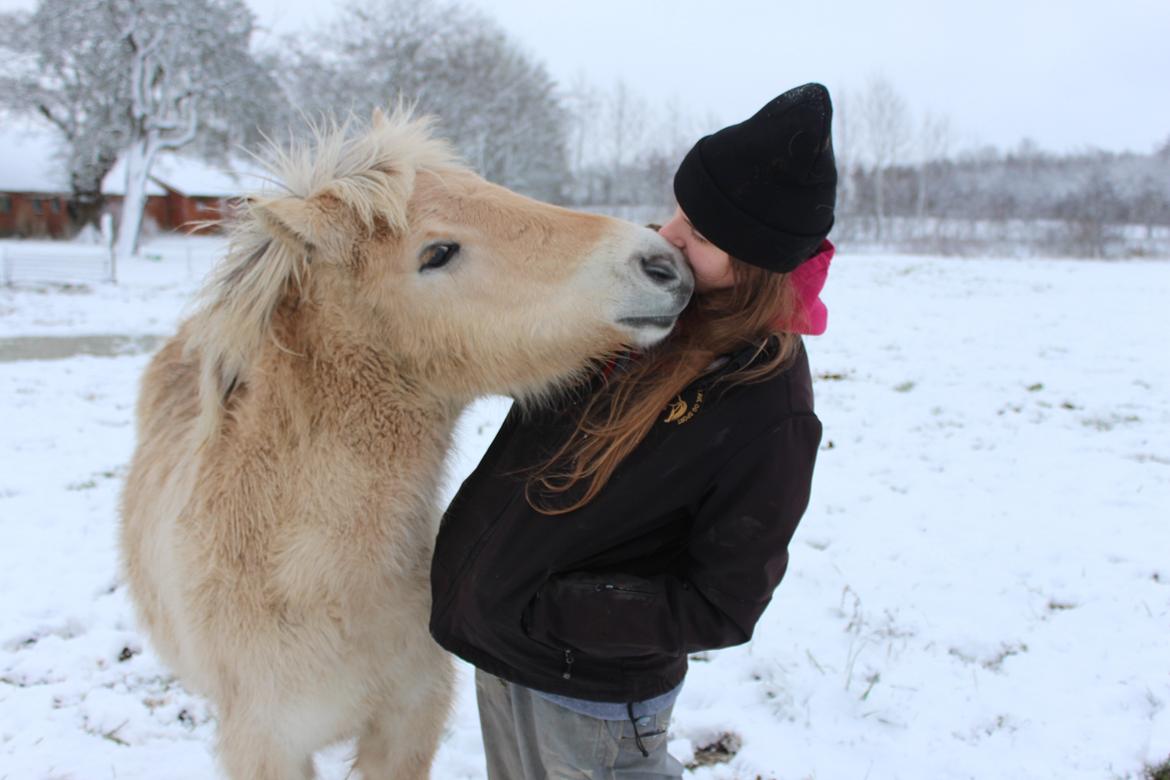 Fjordhest Bellis - Hygge i sneen billede 2