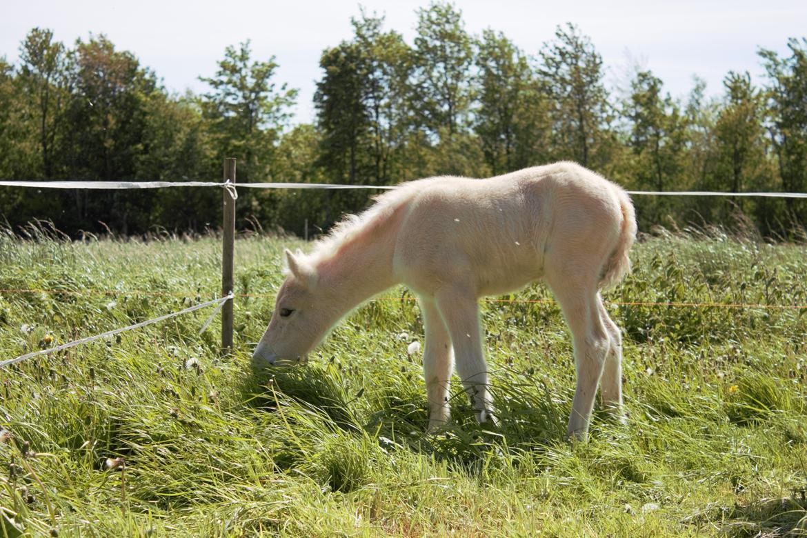 Fjordhest Bellis - Græs er godt :) billede 3