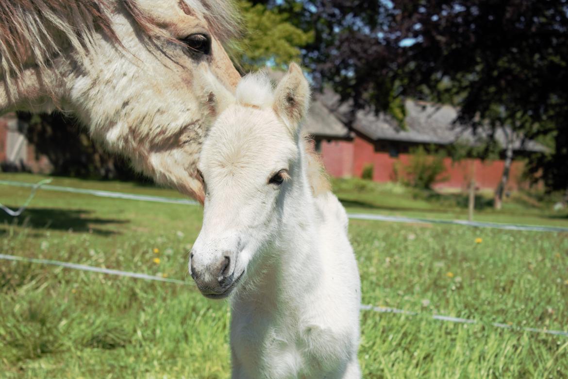 Fjordhest Bellis billede 1