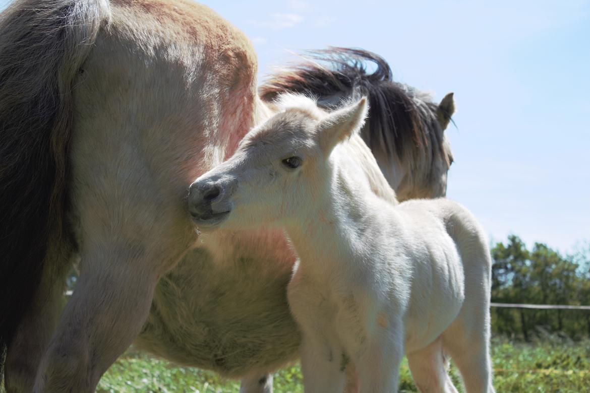 Fjordhest Bellis billede 4