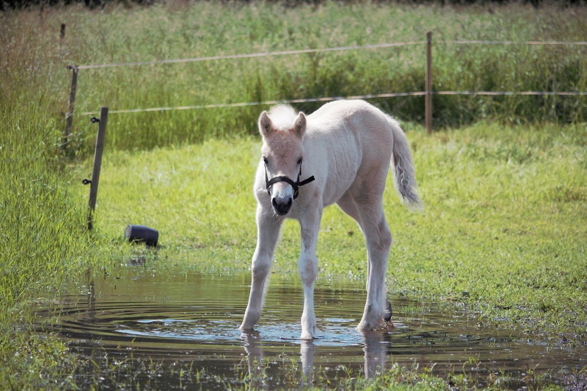 Fjordhest Bellis - Ikke bange for vand! billede 5
